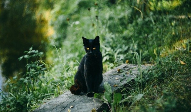 Черный Водяной Кролик (Кот)